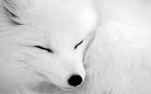 white animals fox arctic fox 1900x1200 wallpaper 